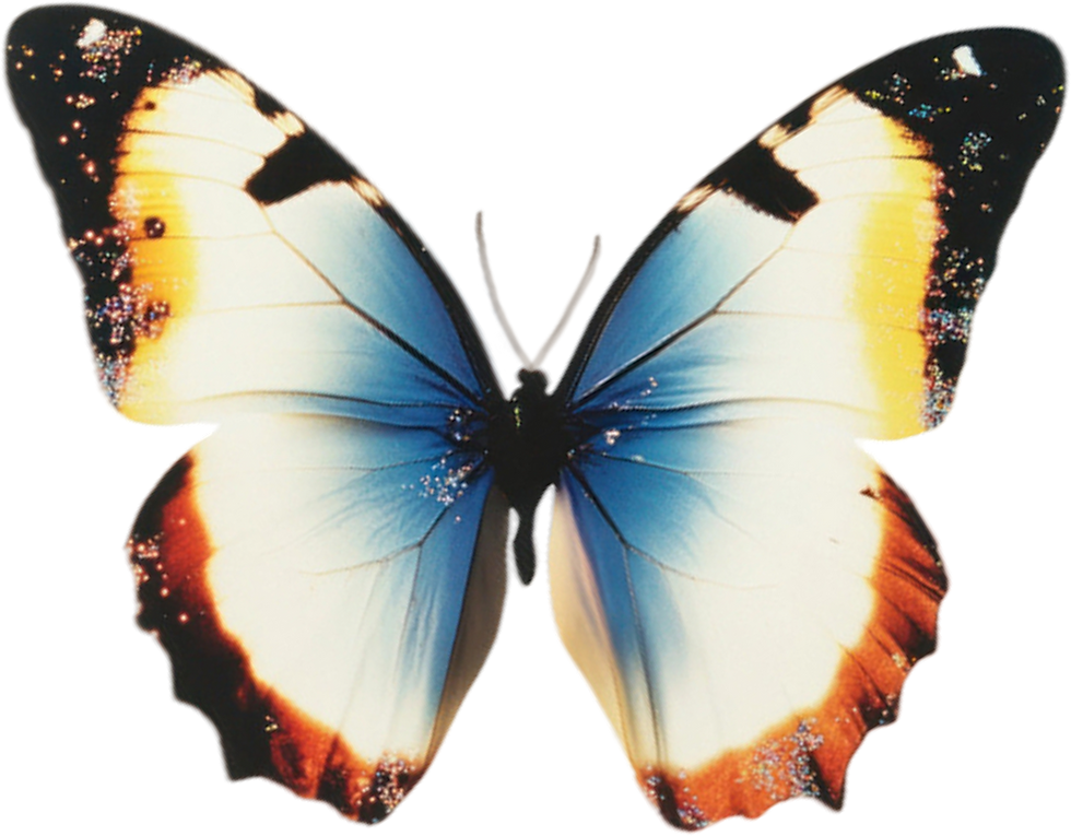 Colorful Butterfly Close-Up