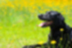 花畑に座る黒いラブラドール