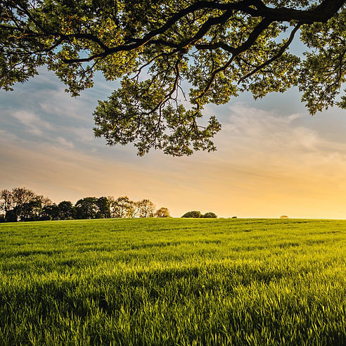 Campo verde iluminado pelo sol