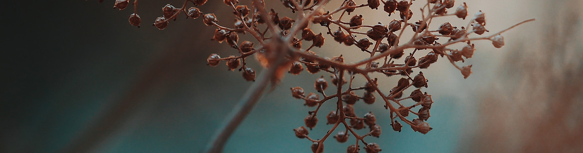 Hydrangea