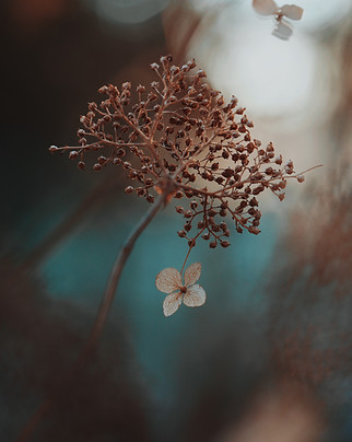 Hydrangea