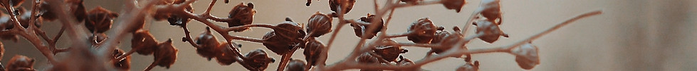 Hydrangea