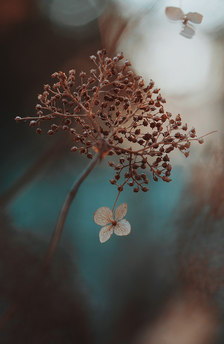 Hortensia