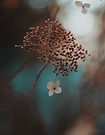 Hydrangea