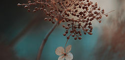 Hortensia