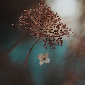 Gros plan d'une hortensia séchée