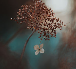 Hydrangea