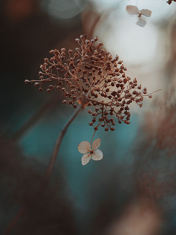 Dried Hydrangea Closeup