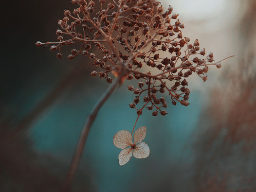 The Hope of Glory - Benedict Allmand-Smith