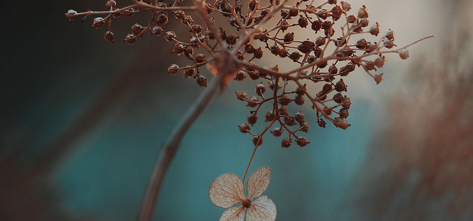Hydrangea