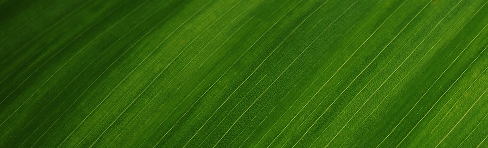 Close-Up Leaf Texture