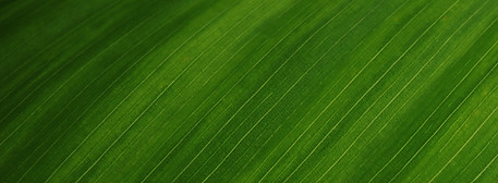 Green Leaf