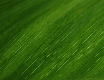 Green Leaf