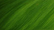Green Leaf