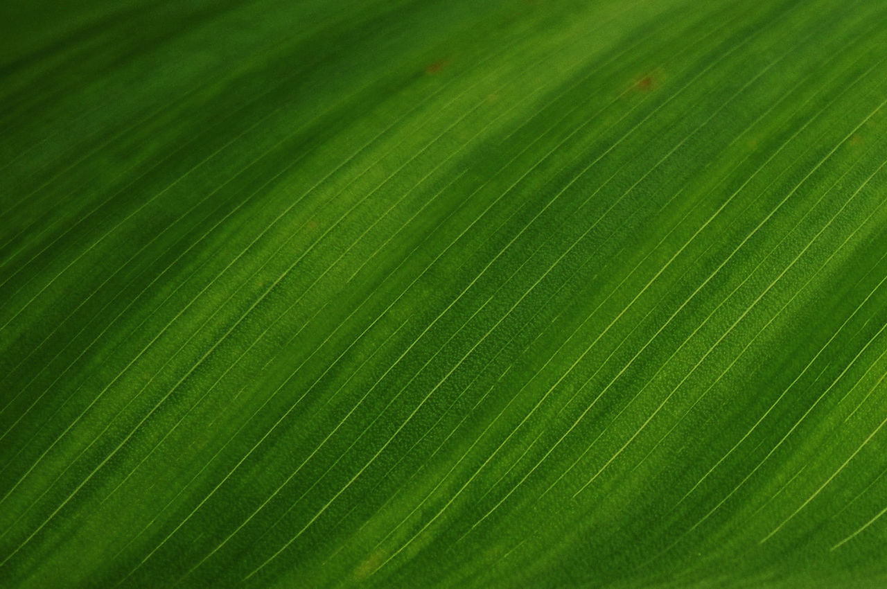 Green Leaf