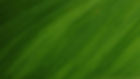 Feuille verte