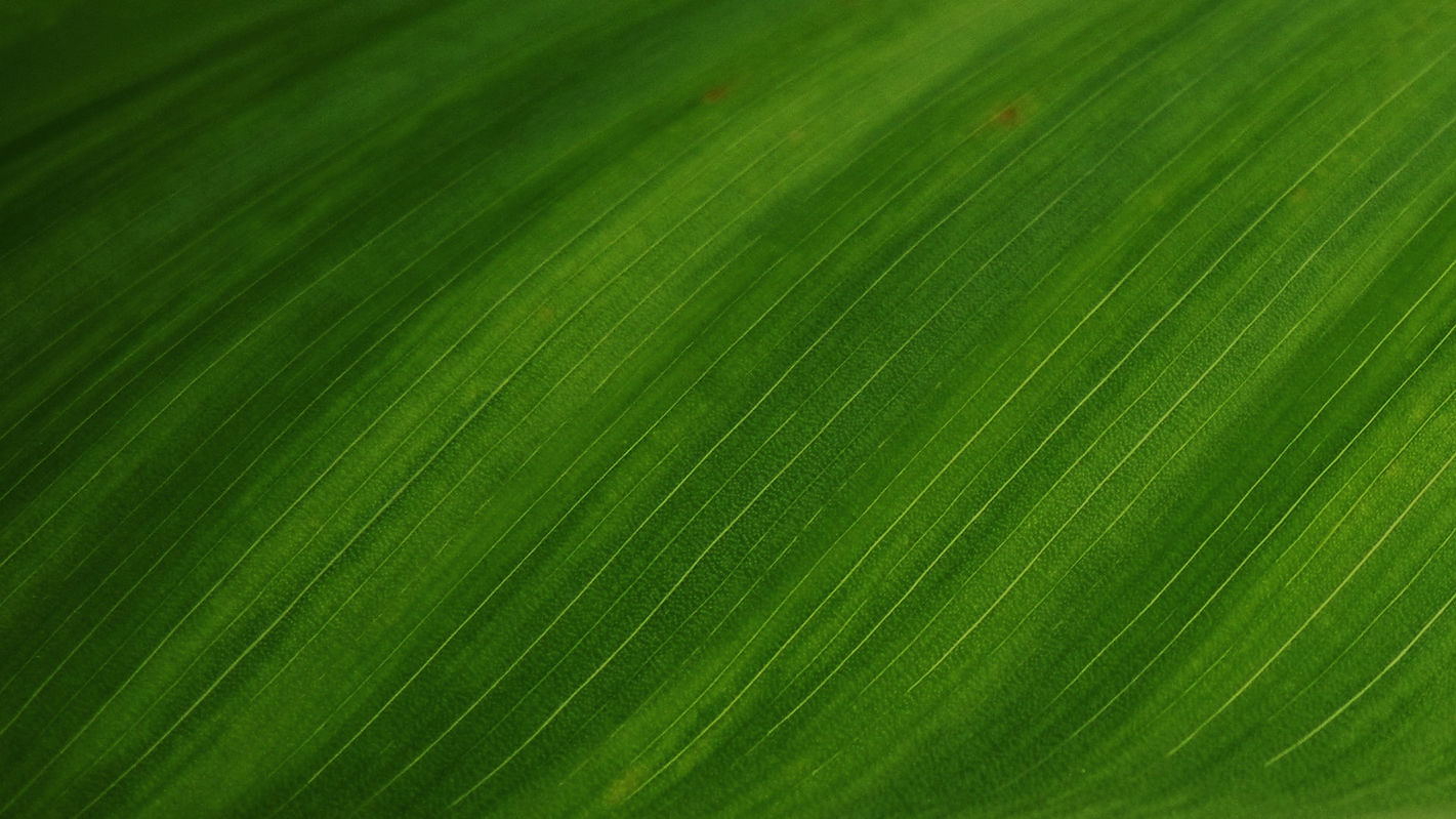 Folha verde