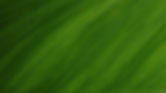 Close-Up Leaf Texture