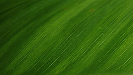 Green Leaf