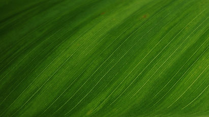Green Leaf