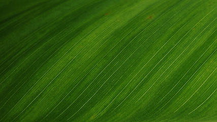 Green Leaf