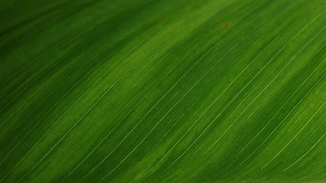 Close-Up Leaf Texture