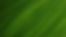 Green Leaf