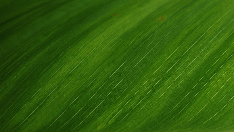 Green Leaf