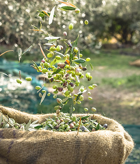 Harvested Fresh Olives