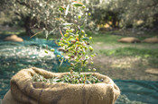 Huile d'Olives : ingrédient principal de nos préparations.