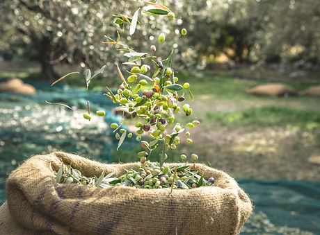 Harvested Fresh Olives