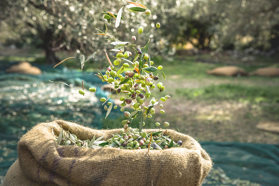 Harvested Fresh Olives