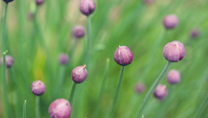 Purple Flower Buds on Brainspotting Page