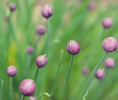 Flower Buds