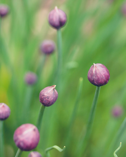 Bourgeons de fleurs