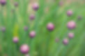 Flower Buds