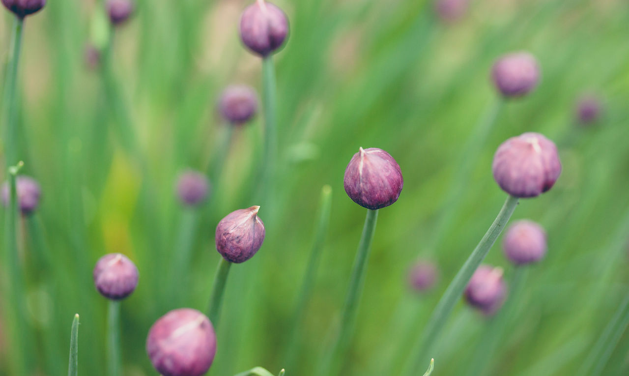 Flower Buds