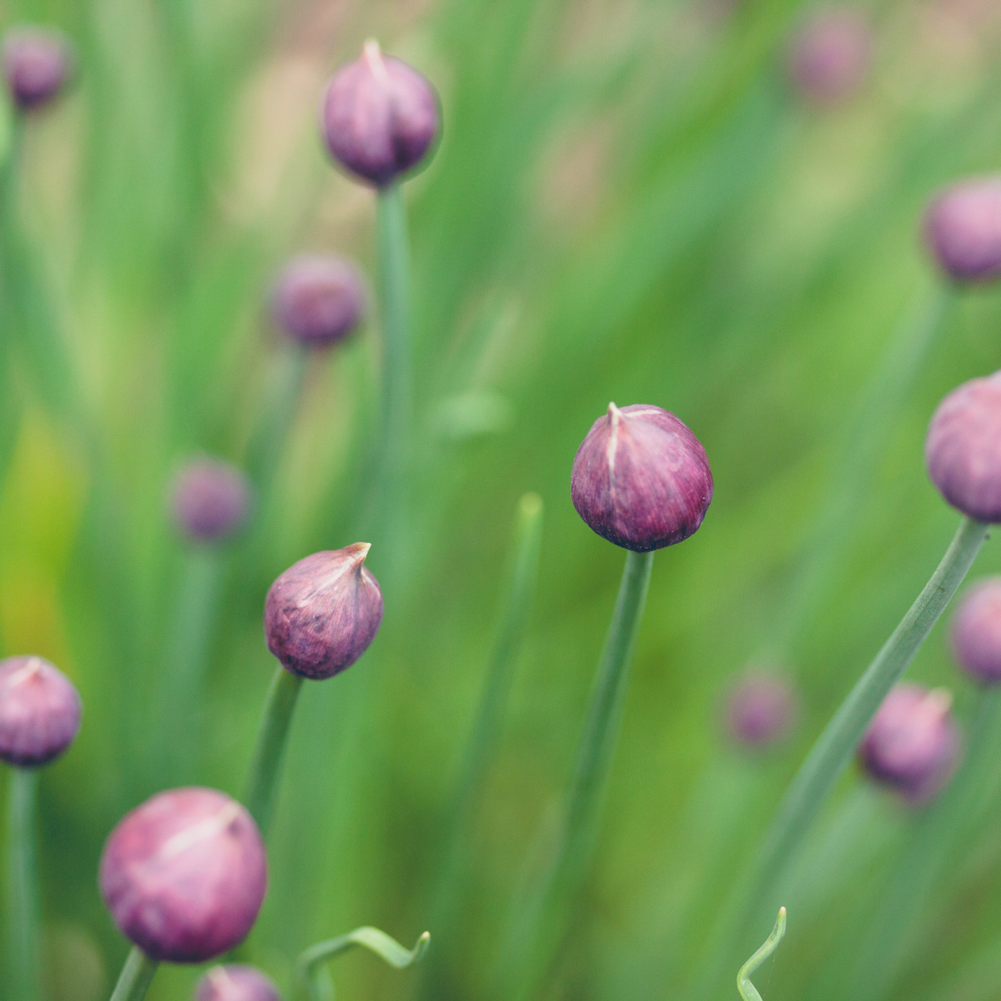 Flower Buds