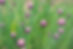 Bourgeons de fleurs