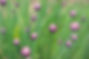 Purple Flower Buds