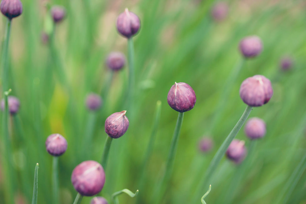 Purple Flower Buds