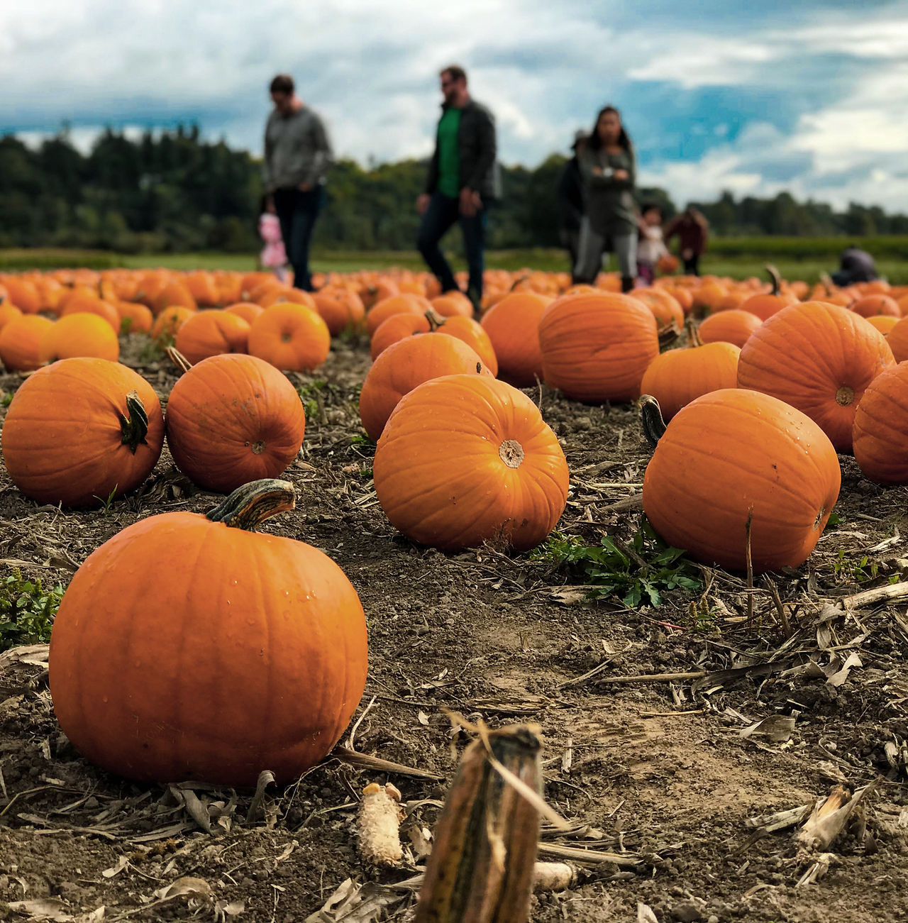 Pumpkin Field