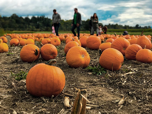 Pumpkin Patch Scene
