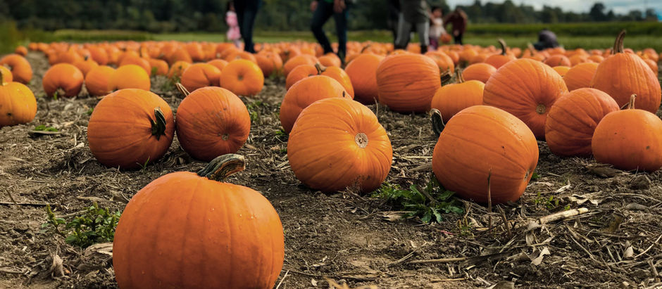 pumpkins on a field