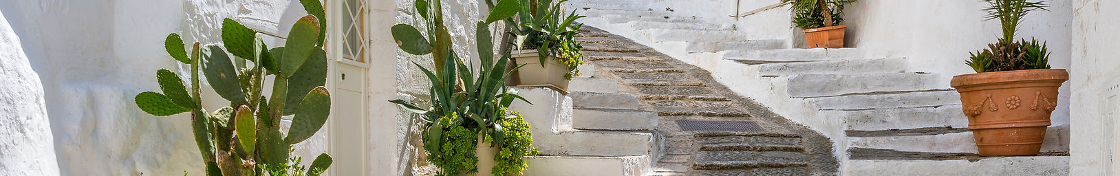 Path with Plants