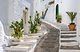 Path with Plants