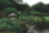 Jardin japonais