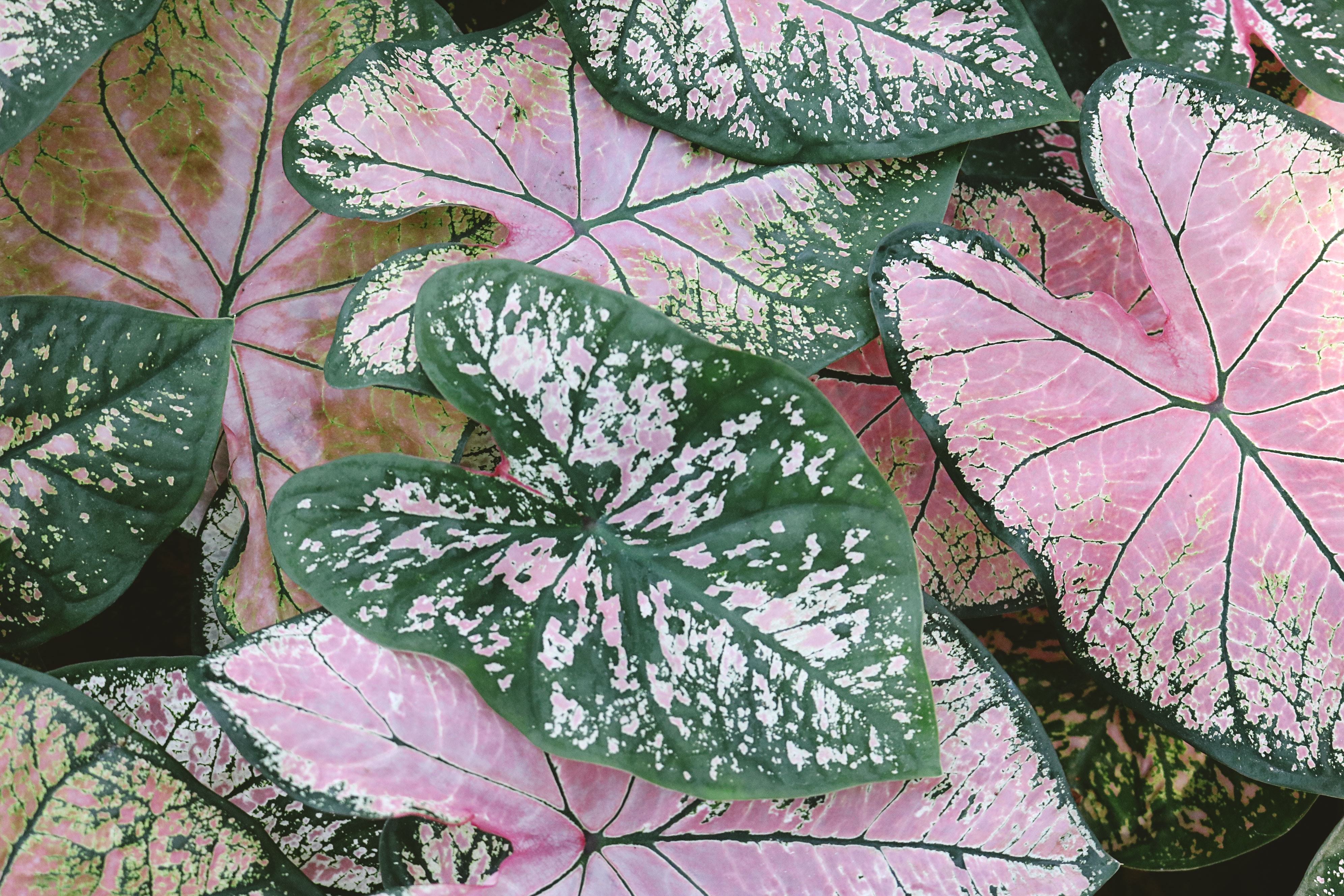 Caladium Plant Leaves