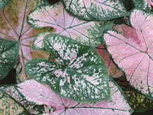 生きがいとウツ症状