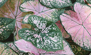 Caladium Plant Leaves